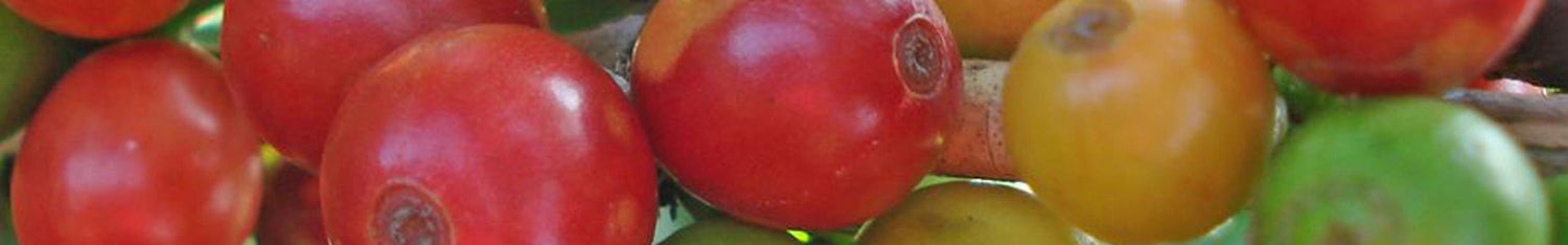 blogartikel-espressobohnen