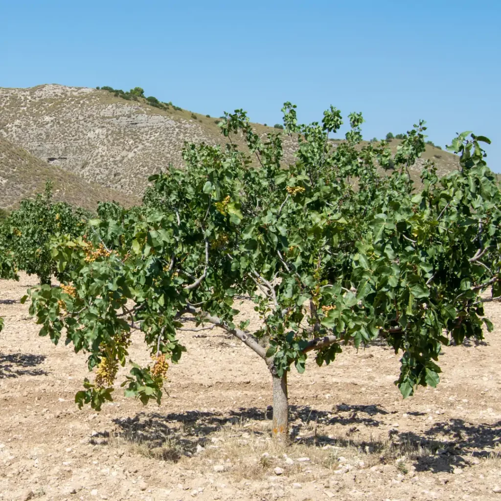 Die Pistazienpflanze: Edle Frucht vom Mittelmeer